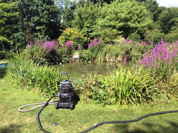 Curated visual reference: Large Koi Pond Cleaning Rutland Water Photo Inspiration